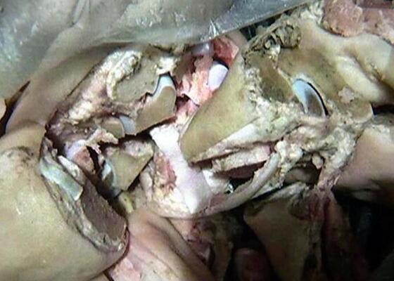 南京一小學(xué)配餐公司被曝使用發(fā)芽土豆和霉變雞腿